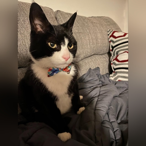 Meet your Posher, Alexander - Picture 4 of 4